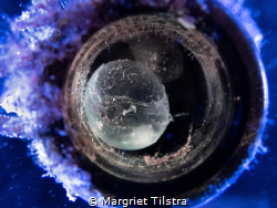 Cuttlefish egg in bottle
Olympus TG-6 by Margriet Tilstra 
